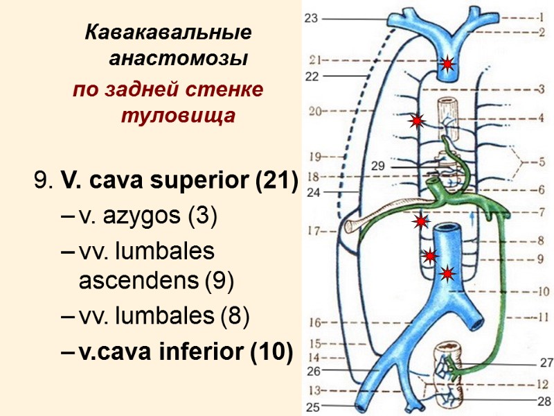 20 Кавакавальные анастомозы по задней стенке туловища  9. V. cava superior (21) v.